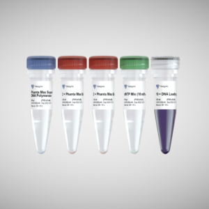 Phanta Max Super-Fidelity DNA Polymerase