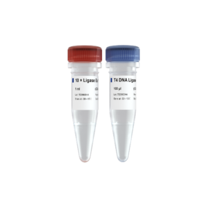 T4 DNA Ligase