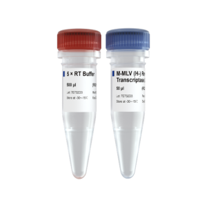 M-MLV (H-) Reverse Transcriptase
