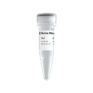 Murine RNase Inhibitor