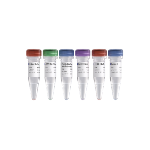 Mut Express II Fast Mutagenesis Kit V2