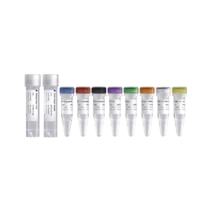 T7 RNAi Transcription Kit