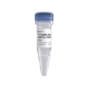 T7 CapMax RNA Polymerase (200 U/μl, GMP Grade)