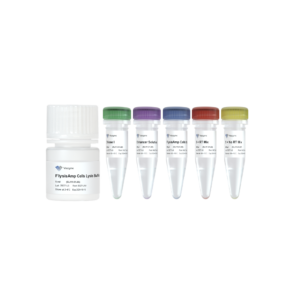 FlysisAmp Cells-to-cDNA Kit