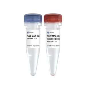 Phi29 MAX DNA Polymerase