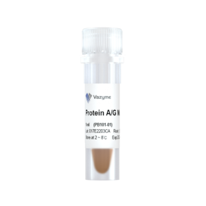 Protein A/G Magnetic Beads