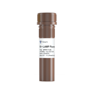 LAMP Fluorescent Dye