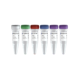 HiScript III 1st Strand cDNA Synthesis Kit (+gDNA wiper)