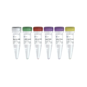 HiScript IV 1st Strand cDNA Synthesis Kit (+gDNA wiper)